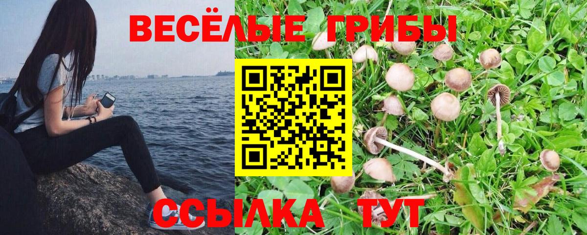 сколько стоит  Вход с VPN  Галлюциногенные грибы Magic Shrooms  Ставрополь  Псилоцибиновые грибы Psilocybe 